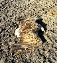 Kod Svilojeva nađeno pet uginulih orlova belorepana