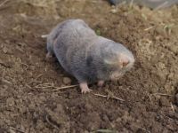 Vojvođansko slepo kuče može da izumre ako se izgradi granična ograda između Mađarske i Srbije