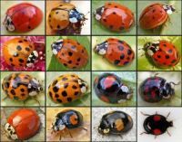 Harmonia axyridis 