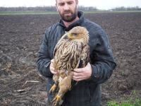 Orao krstaš (Aquila heliaca)  pronađen kod Prigrevice