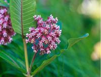 Sava TIES - Upoznajmo novu invazivnu stranu vrstu - Divlji duvan
