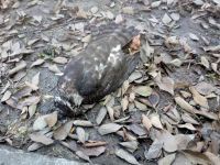 Otrovane ptice na Detelinari u Novom Sadu