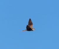 Četiri mrtva stepska sokola u Vojvodini