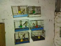 U Subotici oduzete protivzakonito držane ptice pevačice