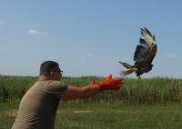 Puštene zaštićene vrste ptica u blizini Ludaškog jezera
