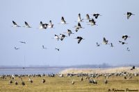 4. FESTIVAL ŽDRALOVA U SRP “SLANO KOPOVO”