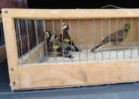 Na Paliću oduzeto preko 40 jedinki protivzakonito držanih strogo zaštićenih vrsta ptica