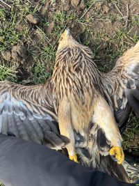 Mladi orao krstaš pronađen stradao ispod dalekovoda