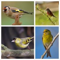 Ponovo visoka kazna u Subotici za držanje divljih ptica u zarobljeništvu