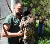 I DRUGI BELOREPAN IZ ODŽAKA JE USPEŠNO IZLEČEN I VRAĆEN U PRIRODU