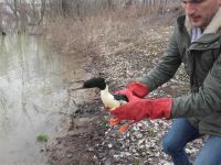 U Sremskoj Mitrovici uspešnom akcijom oslobođena i vraćena u prirodu dva velika ronca (Mergus merganser)