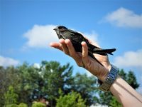 CRNE ČIOPE USPEŠNO POLETELE