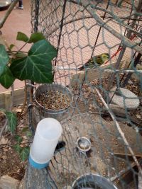 Novosađani nezakonito držali čiške