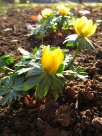 Revitalizacija staništa kukurjaka na lokalitetu Bagremara kod Bačke Palanke