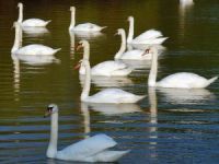 O ekološkoj mreži u AP Vojvodini