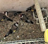 Uhvaćen u švercu češljugara preko granice, platio ogromnu kaznu