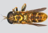 Otkrivena nova vrsta, dosad nepoznata nauci - osolika muva Eumerus pannonicus u Specijalnom rezervatu prirode "Pašnjaci velike droplje"