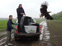 POZITIVAN ISHOD ZA ORLA BELOREPANA