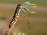 Pokretna zaštićena prirodna dokumenta