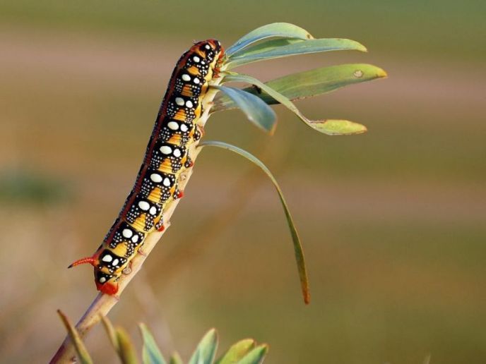Pokretna zaštićena prirodna dokumenta