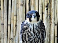 SPRETNIJI I OD LASTE U LETU - SOKO LASTAVIČAR