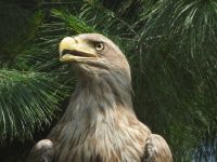 USPEŠNO POLETANJE OPORAVLЈENIH PTICA KAO KRUNA VIŠEMESEČNOG RADA