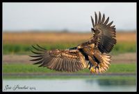 „Čujte i ne trujte! Orao pao“