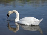 USPEŠNO UKLONJEN LABUD SA AUTOPUTA E-75 PORED NOVOG SADA