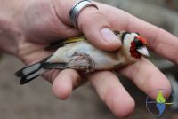 Kažnjen sa 25.000 dinara zbog zarobljavanja divljih ptica