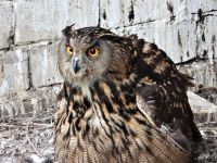 SOVA BULJINA VRAĆENA U DIVLJINU VRŠAČKIH PLANINA