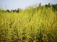 SAVA TIES - Upoznajte strane invazivne biljne vrste - AMBROZIJA