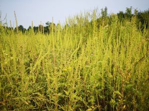 SAVA TIES - Upoznajte strane invazivne biljne vrste - AMBROZIJA