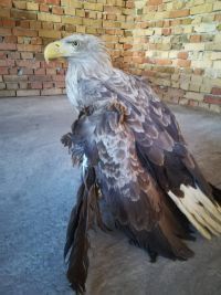 Zbrinut orao belorepan