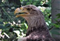 NAJVEĆI ORAO PANONSКE NIZIJE PONOVO LETI