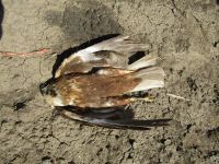 Deset ptica otrovano na njivi kod Novog Orahova