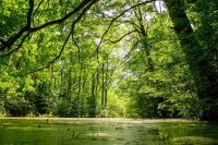 21. mart – Svetski dan šuma