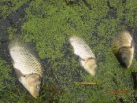 Informacija o zagađenju Velikog bačkog kanala kod Turije