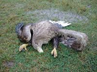 Ponovo počelo trovanje orlova