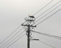 Novo gnezdo za belu rodu u Idvoru