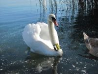 Ornitolozi pomoću ogrlica prate labudove