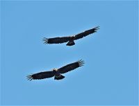 USPEŠNO ZAVRŠEN MEĐUNARODNI PROJEKAT ZAŠTITE ORLA KRSTAŠA