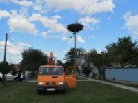 Mlada roda izbavljena iz gnezda-klopke