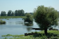 SRP "Koviljsko petrovaradinski rit"