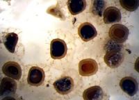 Nova invazivna vrsta slatkovodne briozoe u vodama Srbije, Pectinatella magnifica (Leidy 1851)