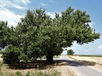 Proglašena još dva nova zaštićena područja u AP Vojvodini: SP "Dud kod Šuljma" i SP "Zasavički Hrast"