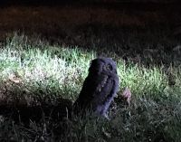 ĆUKOVI – NOĆNE PTICE U FUTOŠKOM PARKU