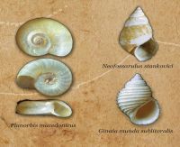 POZIV – ŽIVI FOSILI I ENDEMITI OHRIDSKOG JEZERA