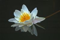 Zasavica (ponovo) proglašena specijalnim rezervatom prirode