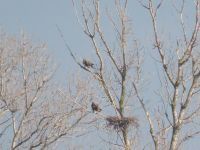 PRONAĐEN NOVI GNEZDEĆI PAR ORLA KRSTAŠA U SRBIJI