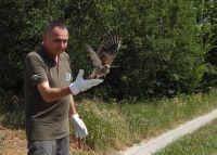 Stasale grabljivice za samostalan život uspešno odletele